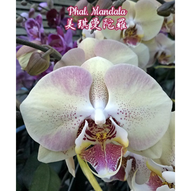 Орхидея Phal. Mandala 2,5 - купить, доставка Украина